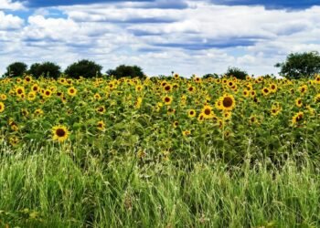 Investors Target Tanzania’s Youth, Women