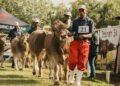Livestock excluded from Bloem Show as FMD risk persists