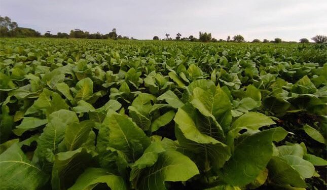 Malawi tobacco farmers reap rewards, but challenges remain