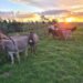 Miniature Mediterranean Donkeys popular as pets in South Africa