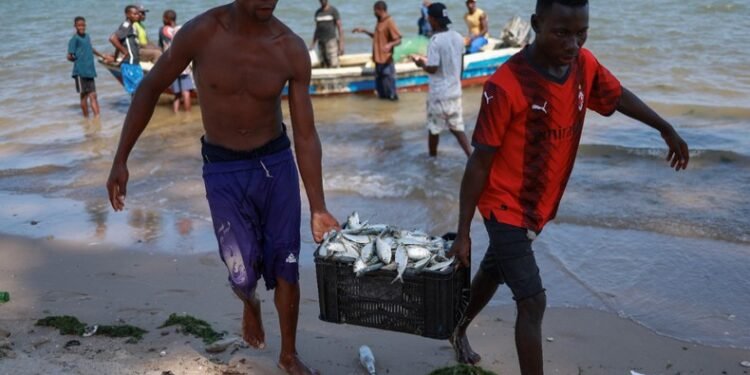 Mozambique’s $100m seafood industry crashes as Spanish investor announces exit