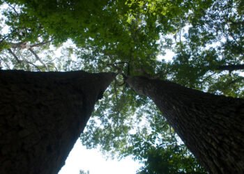 NESREA investigates alleged illegal logging in Ekuri community forest – EnviroNews