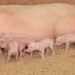 Pig industry on high alert as biosecurity pressure intensifies
