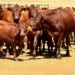 Pressure mounts to declare FMD a national state of disaster