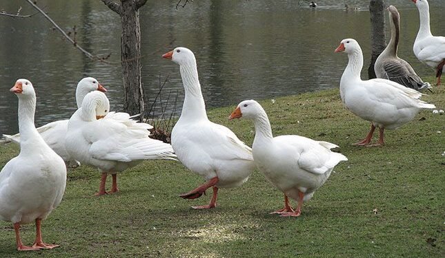 Reliable market access is key to expanding South African goose farming
