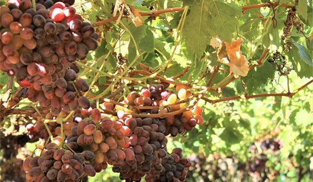 Resilience and gradual recovery expected in 2026