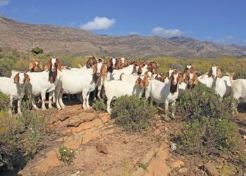 Resilient animals thriving even on hostile terrain