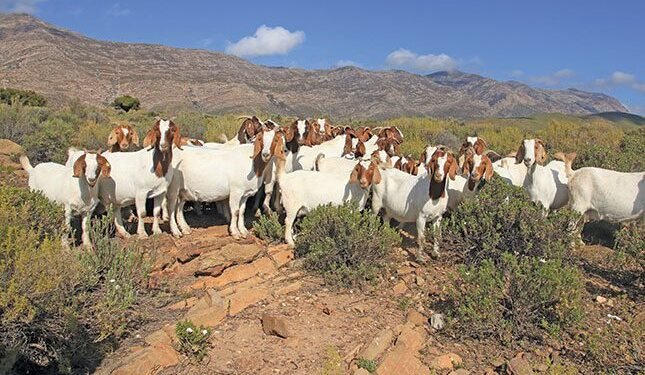 Resilient animals thriving even on hostile terrain