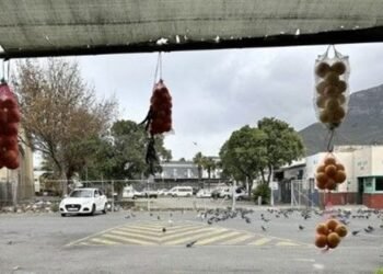 Social housing set to be built at Salt River Market this year