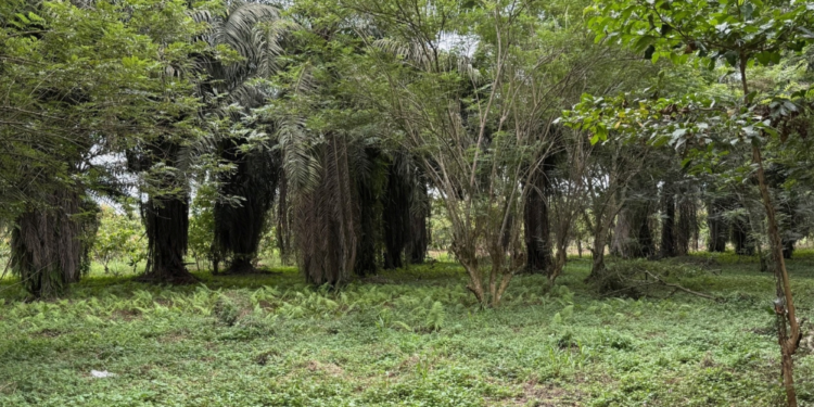 Tailings Standard Highlights Value Of Planning For Mine Closure