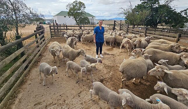 The pressure on veterinary care in South African agriculture