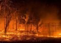 Western Cape faces disaster as drought, wildfires batter agriculture