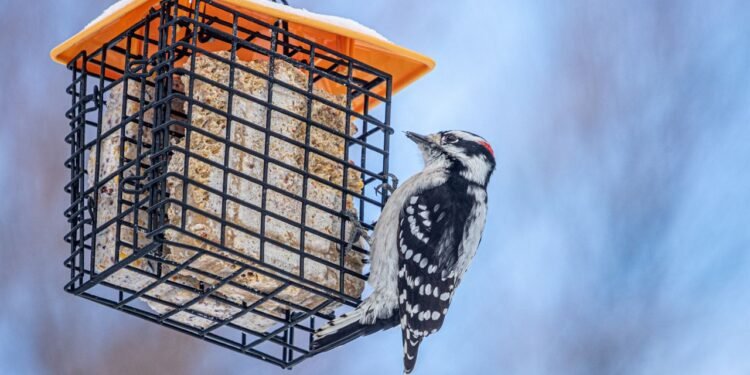 Winter Bird Feeding Tips for the Peak of Bird Watching Season (2026)