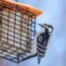 Winter Bird Feeding Tips for the Peak of Bird Watching Season (2026)