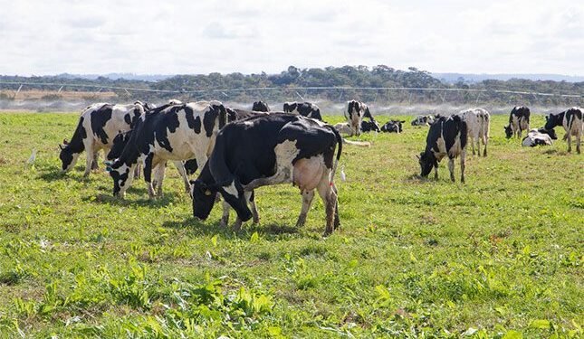 Zimbabwe dairy industry regains momentum