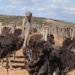 Zimbabwe ostrich industry at a crossroads