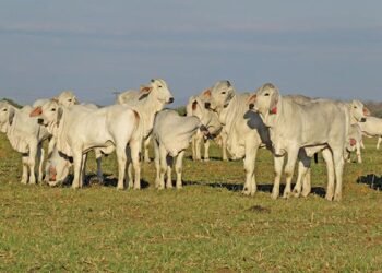 a legacy of adaptability and strength in South Africa