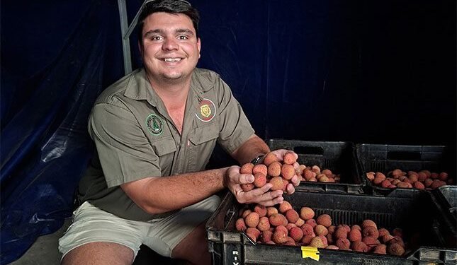 an inside look at commercial litchi production