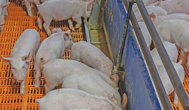 piggery turns waste into profit