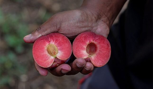 pioneering stone fruit varieties for every season