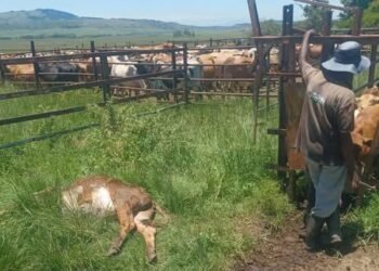 ‘Tiger heart’ calf deaths surge in FMD-positive herds