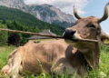 ‘Veronika’ Is the First Cow Known to Use a Tool