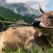 ‘Veronika’ Is the First Cow Known to Use a Tool