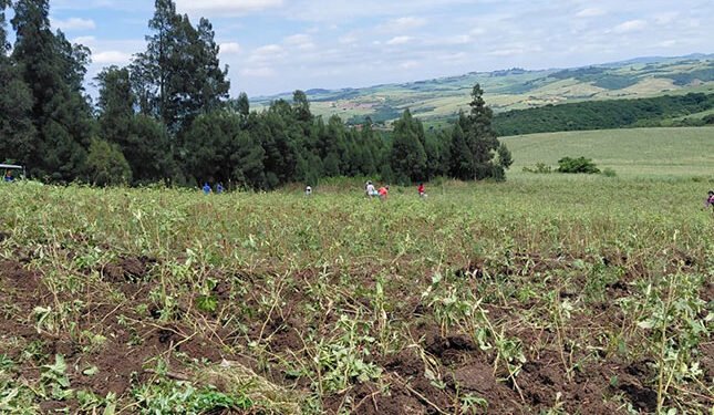 Agri employment reaches two-year high in late 2025