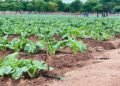 Agricultural village business units transform rural Zimbabwe