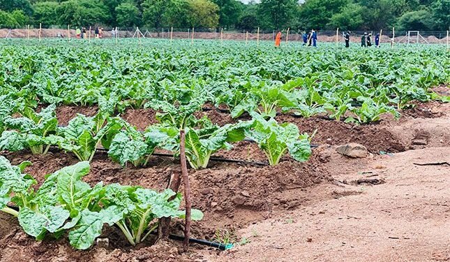 Agricultural village business units transform rural Zimbabwe