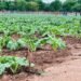 Agricultural village business units transform rural Zimbabwe