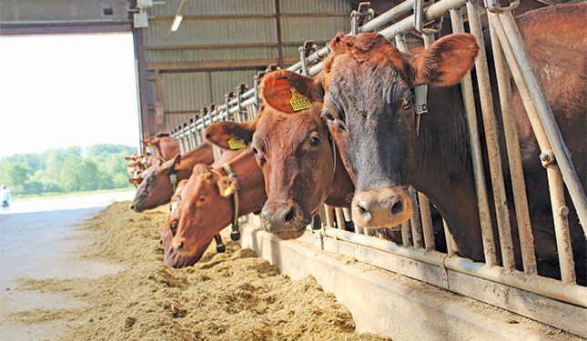 Animal feed industry enters recovery phase