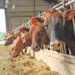 Animal feed industry enters recovery phase
