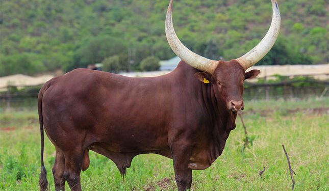 Ankole bull sold for R700 000 at Lasarus Game Farm auction