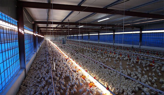 Call for VAT-free chicken ahead of 2026 Budget Speech