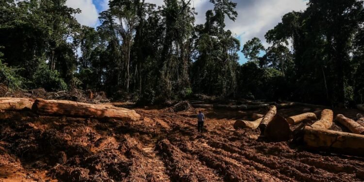 Cameroon’s Shrinking Forests – Africa Defense Forum
