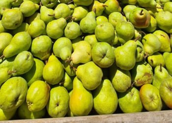 Canning industry faces mounting pressure from climate, markets, tariffs