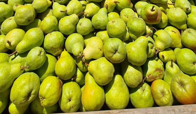 Canning industry under pressure as climate, markets, and tariffs bite