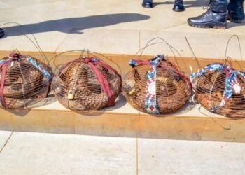 Customs intercepts four live Pangolins in Ogun – EnviroNews