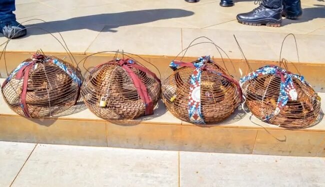 Customs intercepts four live Pangolins in Ogun – EnviroNews