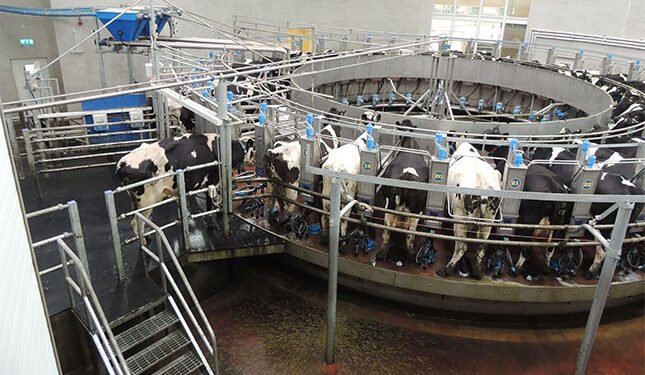 Dairy processors, producers unite against ‘disproportionate’ FMD rules