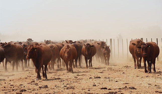 Does the FMD Industry Coordination Council actually have a voice?