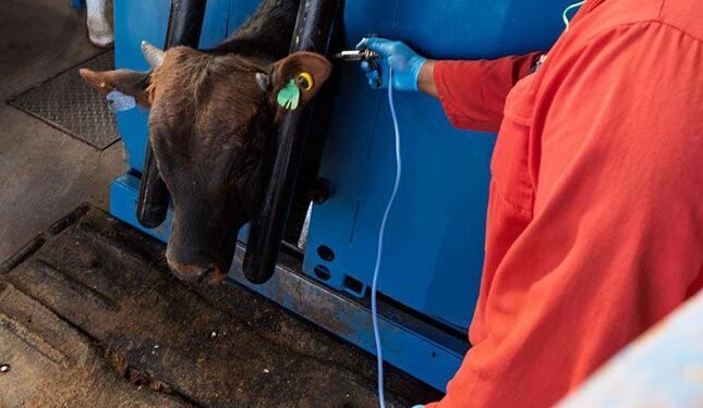 FMD vaccine urgency grows amid state procurement contradictions