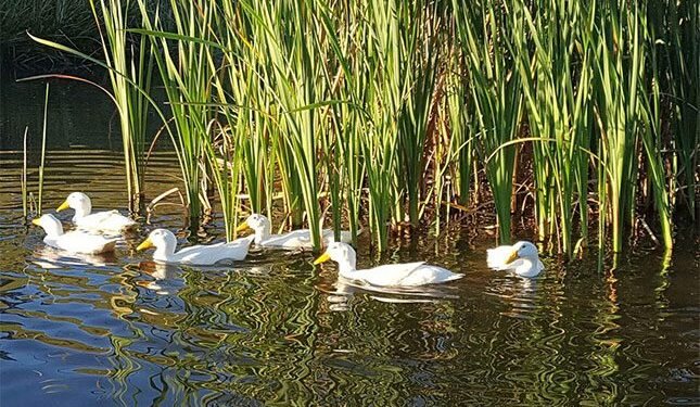 Fast-growing free-range Pekin ducks offer niche market opportunities