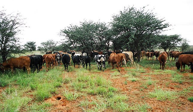 Foot-and-mouth disease explained | Farmer’s Weekly SA