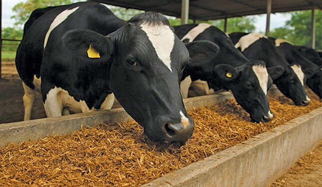 From mushroom waste to livestock feed