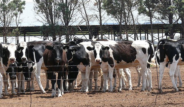 Gauteng scales up FMD vaccination as cases climb to 228