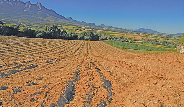Getting to the root of healthy vineyards