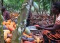 Ghana cocoa buyers owe banks up to $750m amid sector crisis