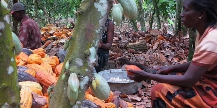 Ghana cocoa buyers owe banks up to $750m amid sector crisis